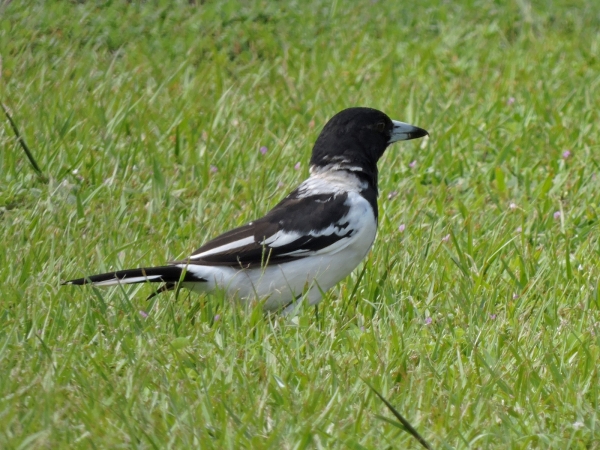 Cracticus nigrogularis
Pied Butcherbird (Eng) Zwartkeelorgelvogel (Ned) 
Trefwoorden: Bird;Passeriformes;Artamidae