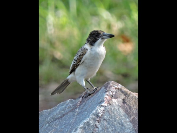 Cracticus nigrogularis
Pied Butcherbird (Eng) Zwartkeelorgelvogel (Ned) 
Trefwoorden: Bird;Passeriformes;Artamidae