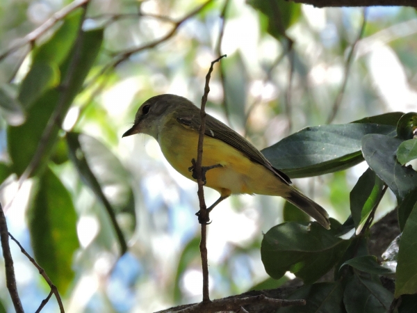 Eopsaltria griseogularis
Western Yellow Robin (Eng) Grijsborstvliegenvanger (Ned)
Trefwoorden: Bird;Passeriformes;Petroicidae