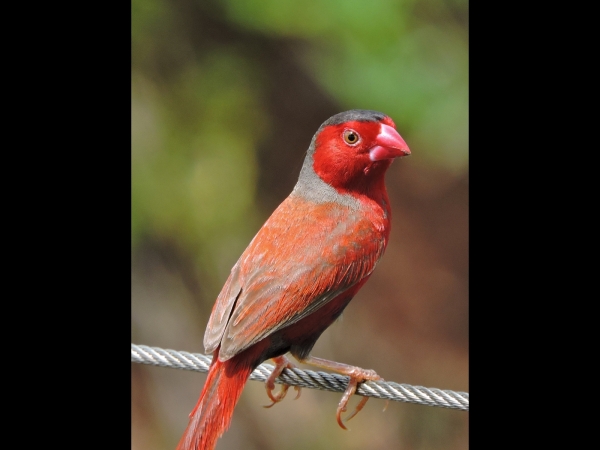 Neochmia phaeton
Crimson Finch (Eng) Zonastrild (Ned) 
Trefwoorden: Bird;Passeriformes;Estrildidae