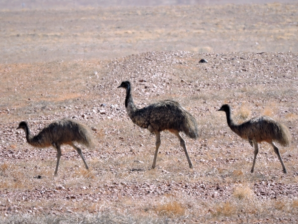 Dromaius novaehollandiae
Emu (Eng) Emoe (Ned)
Trefwoorden: Bird;Casuariiformes;Dromaiidae