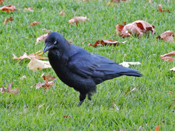Corvus coronoides
Australian Raven (Eng) Australische Raaf (Ned)
Trefwoorden: Bird;Passeriformes;Corvidae