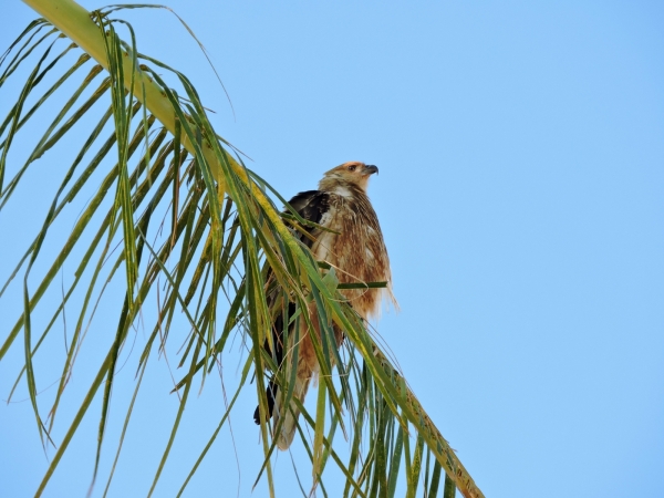 Haliastur sphenurus
Whistling Kite (Eng) Wigstaartwouw (Ned)
Trefwoorden: Bird;Accipitriformes;Accipitridae