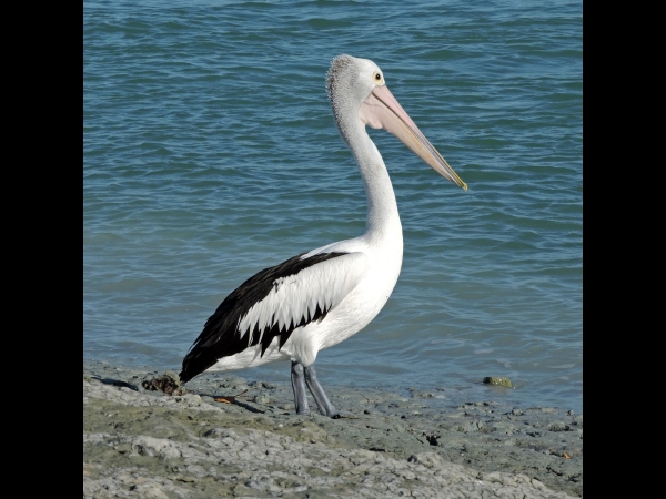 Pelecanus conspicillatus
Australian Pelican (Eng) Australische Pelikaan (Ned)
Trefwoorden: Bird;Pelecaniformes;Pelecanidae