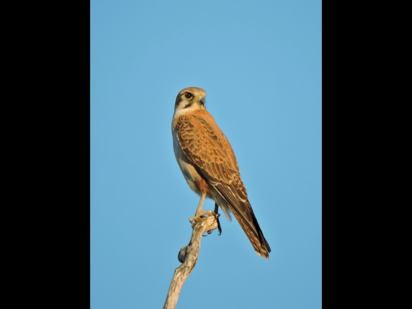 Falco berigora
Brown Falcon (Eng) Grote Bruine Valk (Ned)
Trefwoorden: Bird;Falconiformes;Falconidae