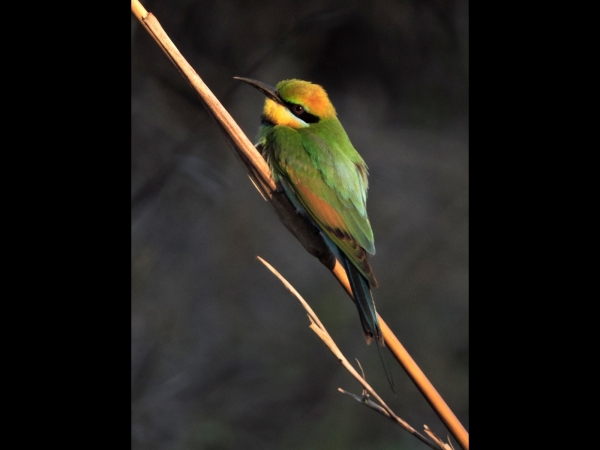 Merops ornatus
Rainbow Bee-eater (Eng) Regenboogbijeneter (Ned) 
Trefwoorden: Bird;Coraciiformes;Meropidae
