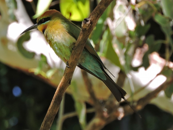 Merops ornatus
Rainbow Bee-eater (Eng) Regenboogbijeneter (Ned) 
Trefwoorden: Bird;Coraciiformes;Meropidae