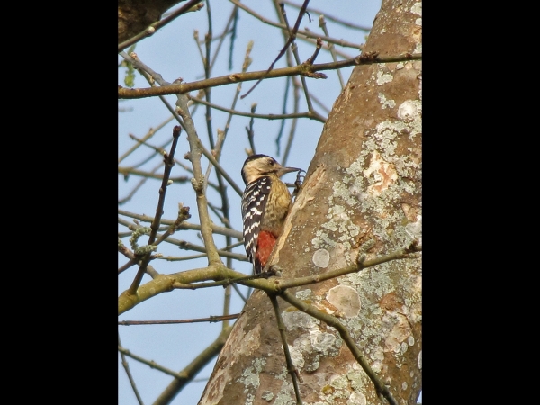 Dendrocopos macei
Fulvous-breasted Woodpecker (Eng) Vaalborstspecht (Ned) काष्ठकुट (Ned)
Trefwoorden: Bird;Piciformes;Picidae