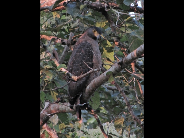 Spilornis cheela
Crested Serpent Eagle (Eng) Indische Slangenarend (Ned) काकाकुल (Nep) कलगीदार सर्प चील (Hin) 
Trefwoorden: Bird;Accipitriformes;Accipitridae