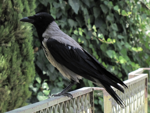 Corvus cornix
Hooded Crow (Eng) Bonte Kraai (Ned) کلاغ ابلق (Farsi)
Trefwoorden: Bird;Passeriformes;Corvidae