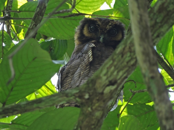 Bubo sumatranus
Barred Eagle-owl (Eng) Maleise Oehoe (Ned) Burung Hantu Bubu (Mal)
Trefwoorden: Bird;Strigiformes;Strigidae