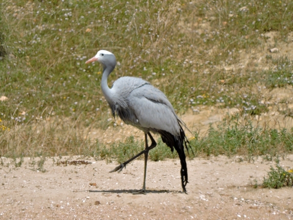 Anthropoides paradiseus
Blue Crane (Eng) Stanleys Kraanvogel (Ned) Bloukraanvoël (Afr)
Trefwoorden: Bird;Gruiformes;Gruidae