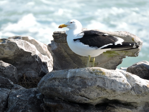Larus dominicanus
Kelp Gull (Eng) Kelpmeeuw (Ned) Swartrugmeeu (Afr) 
Trefwoorden: Bird;Charadriiformes;Laridae
