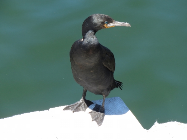 Phalacrocorax capensis
Cape Cormorant (Eng) Kaapse Aalscholver (Ned) Trekkormorant (Afr) 
Trefwoorden: Bird;Suliformes;Phalacrocoracidae