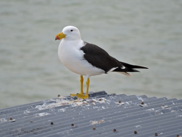 Larus pacificus
Pacific Gull (Eng) Diksnavelmeeuw (Ned)
Trefwoorden: Bird;Charadriiformes;Laridae