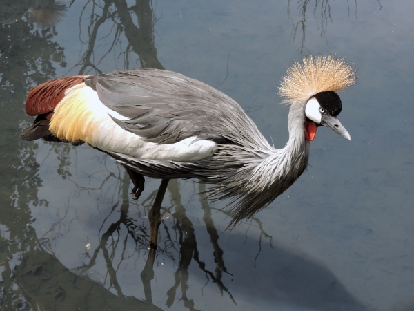 Balearica regulorum regulorum
South African Crowned Crane (Eng) Zuidafrikaanse Kroonkraan (Ned) Mahem (Afr)
Trefwoorden: Bird;Gruiformes;Gruidae
