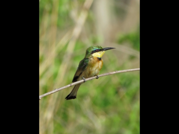 Merops pusillus
Little Bee-eater (Eng) Dwergbijeneter (Ned) Kleinbyvreter (Afr)
Trefwoorden: Bird;Coraciiformes;Meropidae
