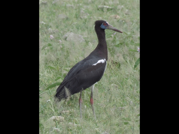 Ciconia abdimii
Abdim's Stork (Eng) Abdims Ooievaar (Ned) Kleinswartooievaar (Afr) - Breeding
Trefwoorden: Bird;Ciconiiformes;Ciconiidae