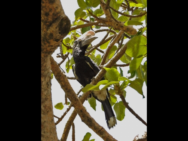 Bycanistes brevis
Silvery-cheeked Hornbill (Eng) Zilveroorneushoornvogel (Ned) Kuifkopboskraai (Afr) - Male
Trefwoorden: Bird;Bucerotiformes;Bucerotidae