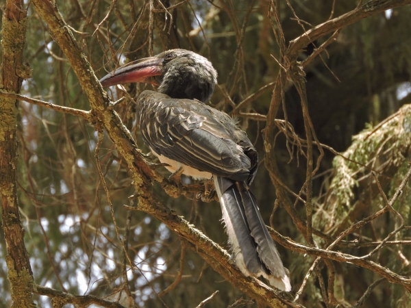 Tockus hemprichii
Hemprich's Hornbill (Eng) Hemprichs Tok (Ned)
Trefwoorden: Bird;Bucerotiformes;Bucerotidae