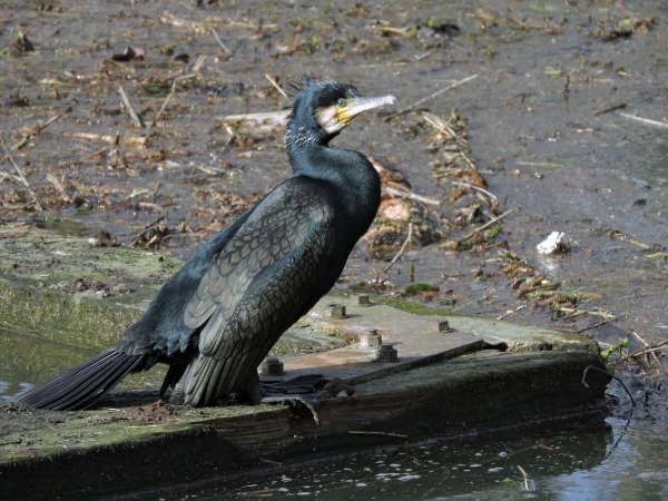 Phalacrocorax carbo
Great Cormorant (Eng) Aalscholver (Ned)
Trefwoorden: Bird;Suliformes;Phalacrocoracidae