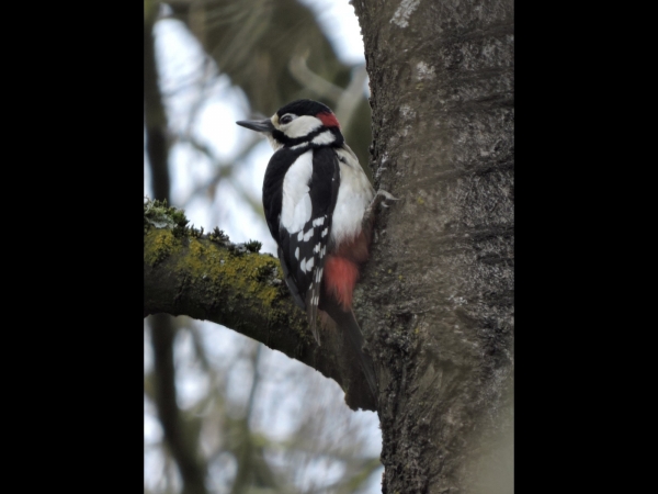 Dendrocopos major
Great Spotted Woodpecker (Eng) Grote Bonte Specht (Ned)
Trefwoorden: Bird;Piciformes;Picidae