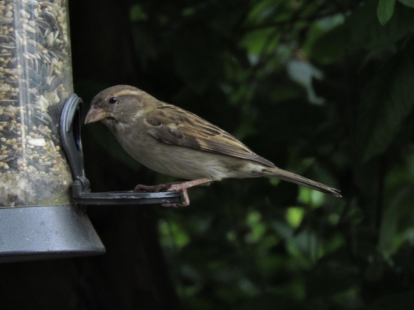 Passer domesticus
House Sparrow (Eng) Huismus (Ned) Huismossie (Afr) - female
Trefwoorden: Bird;Passeriformes;Passeridae