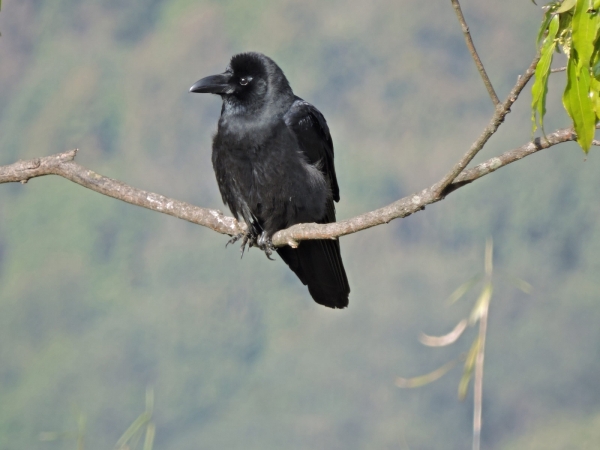 Corvus macrorhynchos
Large-billed Crow (Eng) Dikbekkraai (Ned) 
Trefwoorden: Bird;Passeriformes;Corvidae