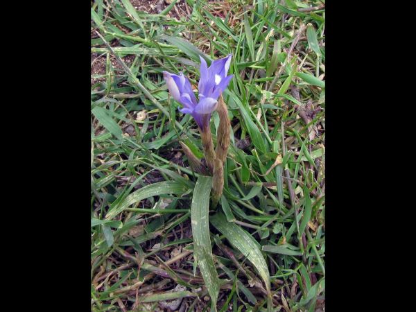 Gynandriris sisyrinchium
Barbary Nut (Eng)
Trefwoorden: Plant;Iridaceae;Bloem;blauw