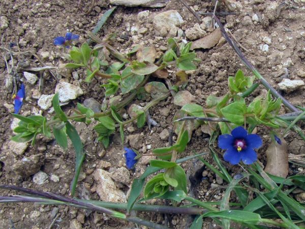 Lysimachia foemina
Blue Pimpernel (Eng) Blauw Guichelheil (Ned)
Trefwoorden: Plant;Primulaceae;Bloem;blauw