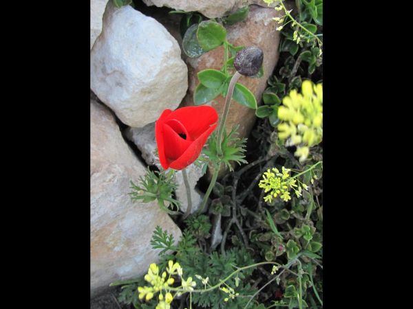 Anemone coronaria
Crown Anemone (Eng) Shaqa'iq An-Nu'man (Ar) Kalanit (Hbr)
Trefwoorden: Plant;Ranunculaceae;Bloem;rood
