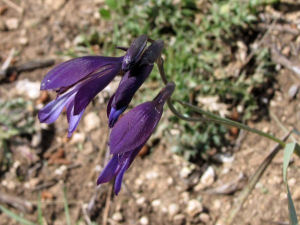 Gladiolus atroviolaceus
Corn Flag (Eng)
Trefwoorden: Plant;Iridaceae;Bloem;blauw;purper;violet