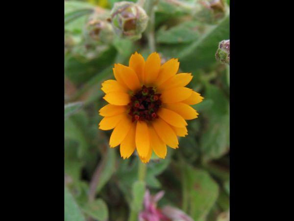 Calendula arvensis
Field Marigold (Eng)
Trefwoorden: Plant;Asteraceae;Bloem;geel