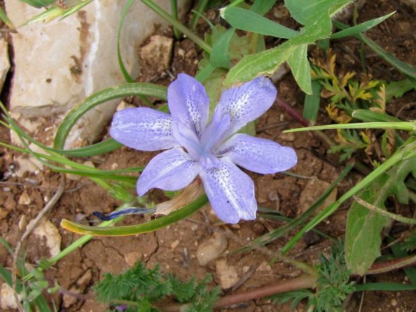 Gynandriris sisyrinchium
Barbary Nut (Eng)
Trefwoorden: Plant;Iridaceae;Bloem;blauw