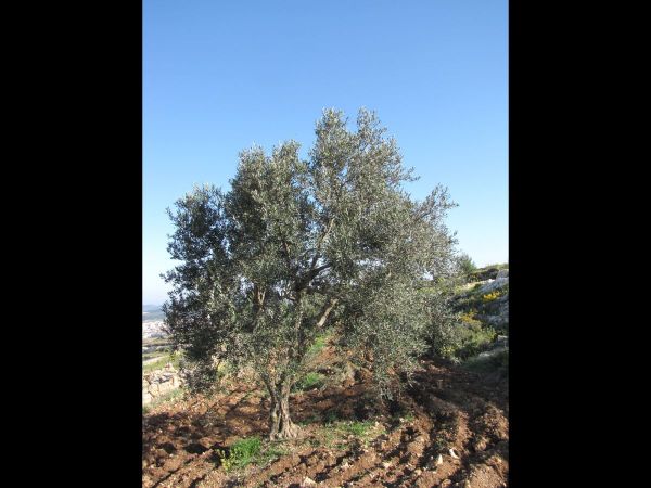 Olea europaea
Olivetree (Eng) Zaytun (Ar)
Trefwoorden: Plant;Boom;Oleaceae;cultuurgewas