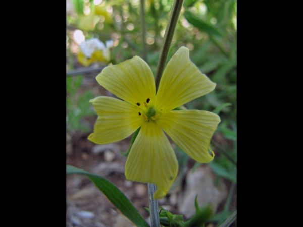 Linum nodiflorum
Flax (Eng)
Trefwoorden: Plant;Linaceae;Bloem;geel