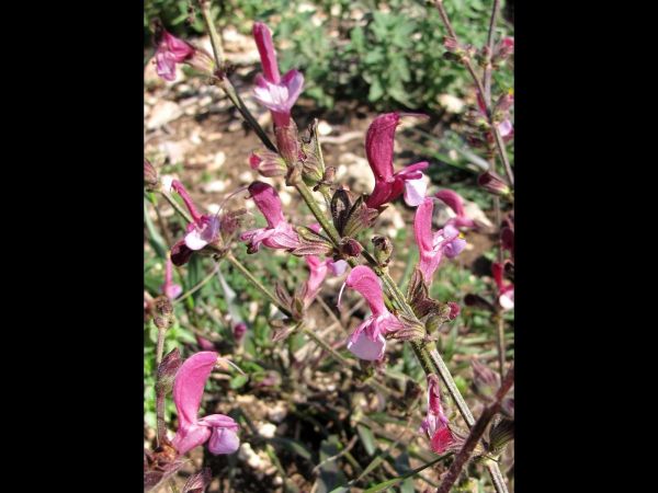 Salvia eigii
Eig's sage (Eng)
Trefwoorden: Plant;Lamiaceae;Bloem;roze;rood