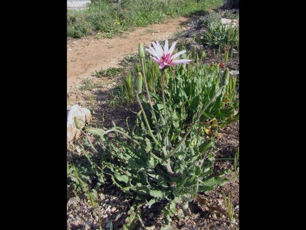 Scorzonera papposa
Wild salsify, Oriental Viper's Grass (Eng)
Trefwoorden: Plant;Asteraceae;Bloem;roze