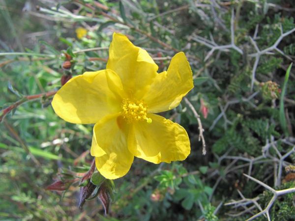 Helianthemum stipulatum
Sun-Rose (Eng)
Trefwoorden: Plant;Cistaceae;Bloem;geel