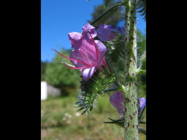 Echium vulgare
Blueweed, Viper's Bugloss (Eng) Slangenkruid (Ned)
Trefwoorden: Plant;Boraginaceae;Bloem;blauw;roze