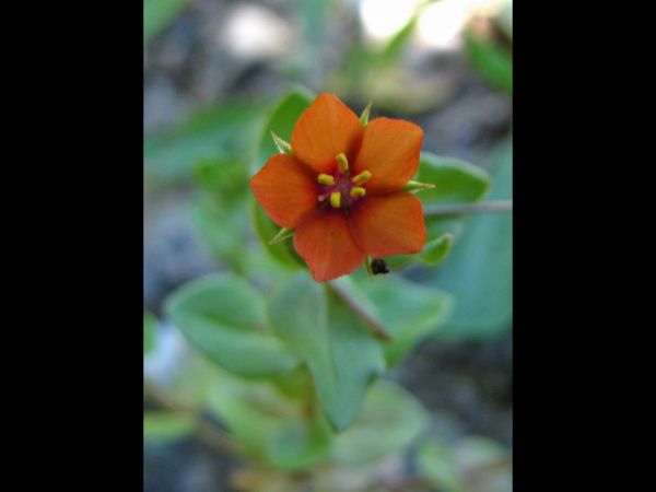 Lysimachia arvensis
Scarlet pimpernel (Eng) Rood Guichelheil (Ned)
Trefwoorden: Plant;Primulaceae;Bloem;oranje;rood