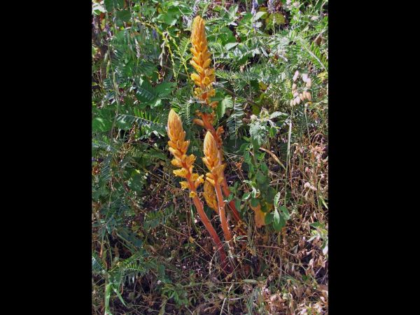 Orobanche; O. minor
Hellroot, Common Broomrape (Eng) Klavervreter (Ned) Canavar otu (Tr) 
Trefwoorden: Plant;Orobanchaceae;Bloem;geel