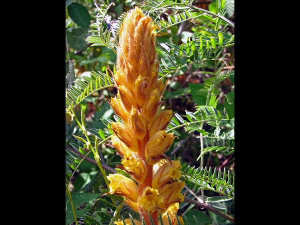 Orobanche; O. minor
Hellroot, Common Broomrape (Eng) Klavervreter (Ned) Canavar otu (Tr) 
Trefwoorden: Plant;Orobanchaceae;Bloem;geel