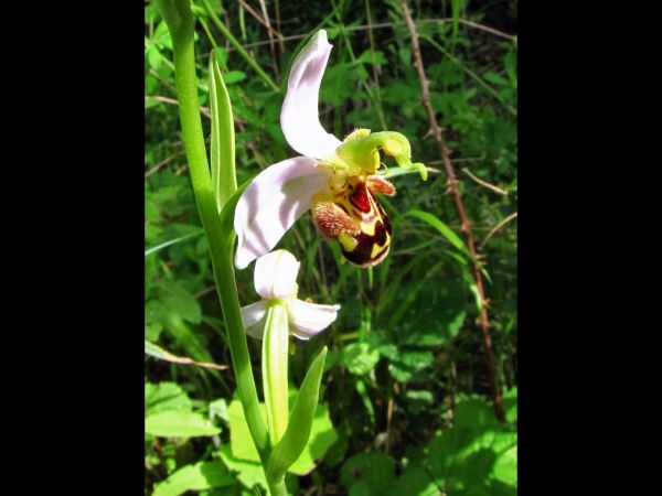 Ophrys apifera
Bee Orchid (Eng) Bijenorchis (Ned) Bienen-Ragwurz (Ger)
Trefwoorden: Plant;Orchidaceae;Bloem;wit