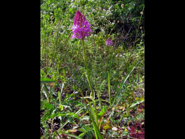 Anacamptis pyramidalis
Pyramidal Orchid (Eng) Çam Salebi (Tr)
Trefwoorden: Plant;Orchidaceae;Bloem;roze
