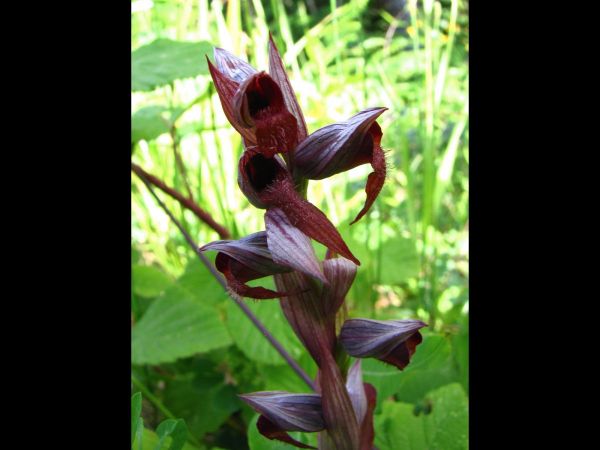 Serapias vomeracea
Long-Lipped Serapias (Eng) Katırtırnağı, Sığırkulağı (Tr)
Trefwoorden: Plant;Orchidaceae;Bloem;bruin