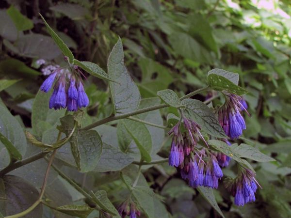 Symphytum; S. officinale
Common Comfrey (Eng)
Trefwoorden: Plant;Boraginaceae;Bloem;blauw;purper