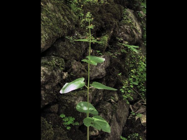 Scrophularia; S. scopolii
Italian Figwort (Eng) Tüylü Sıracaotu (Tr)
Trefwoorden: Plant;Scrophulariaceae;Bloem;geel;rood