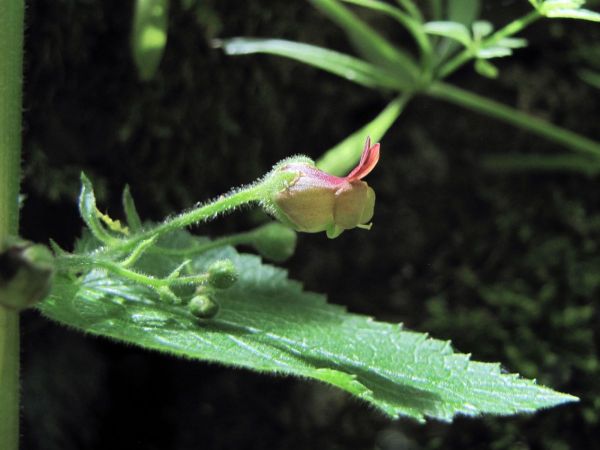 Scrophularia; S. scopolii
Italian Figwort (Eng) Tüylü Sıracaotu (Tr)
Trefwoorden: Plant;Scrophulariaceae;Bloem;geel;rood