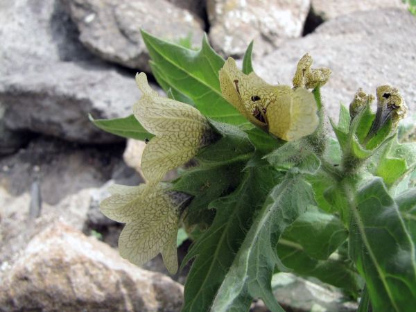 Hyoscyamus niger
Black Henbane (Eng) Bilzekruid (Ned) Kara Banotu, Güztohumu (Tr)
Trefwoorden: Plant;Solanaceae;Bloem;geel